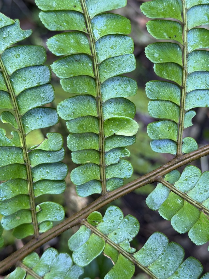 Didymochlaena truncatula photo 2