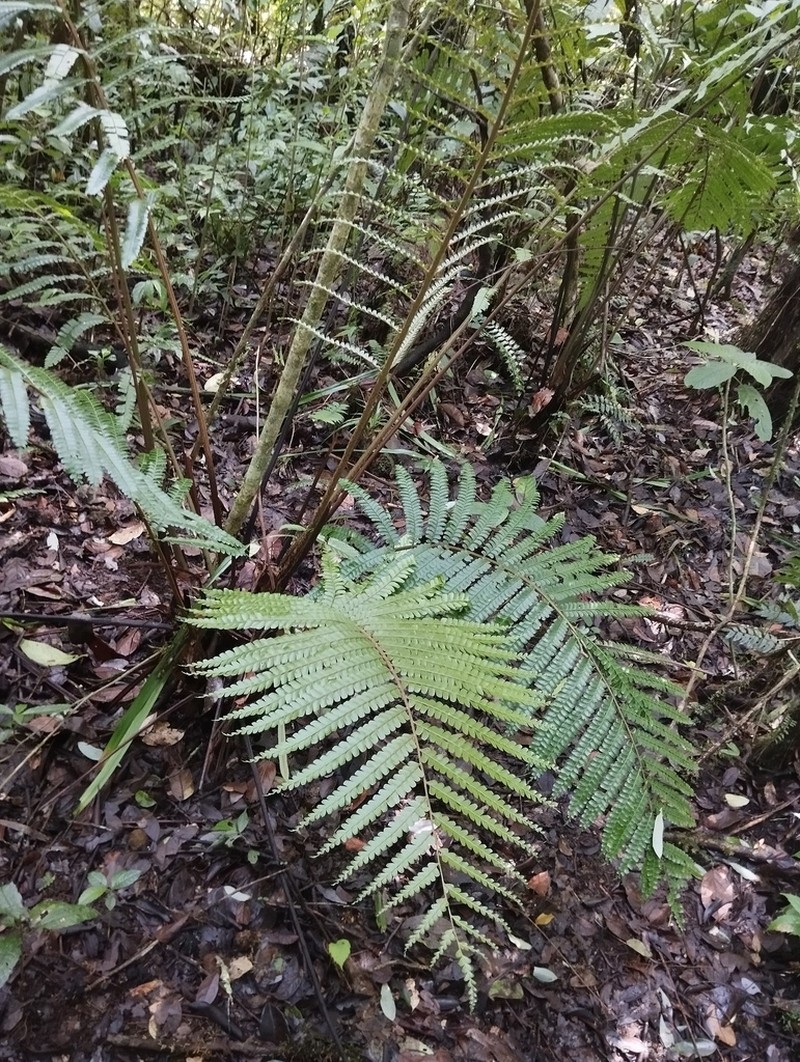 Didymochlaena truncatula photo 3