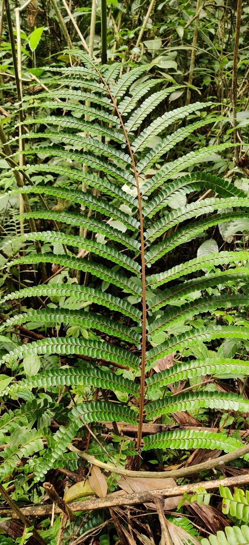 Didymochlaena truncatula photo 4