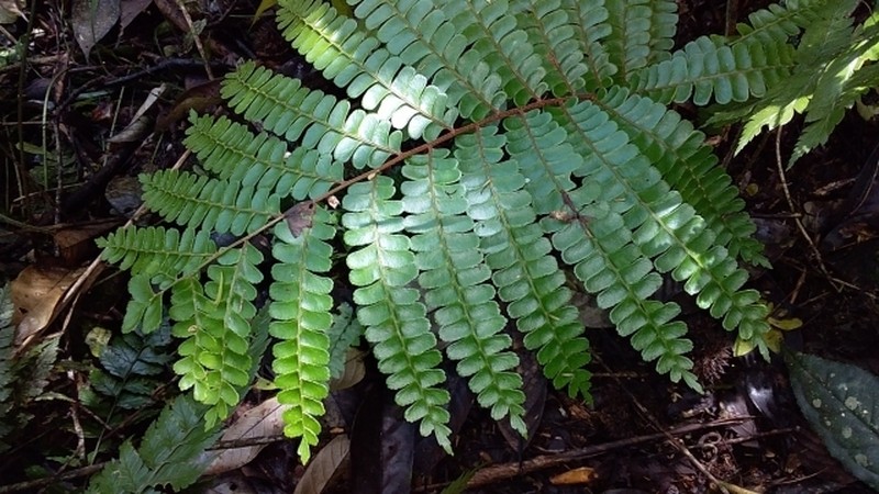 Didymochlaena truncatula photo 6