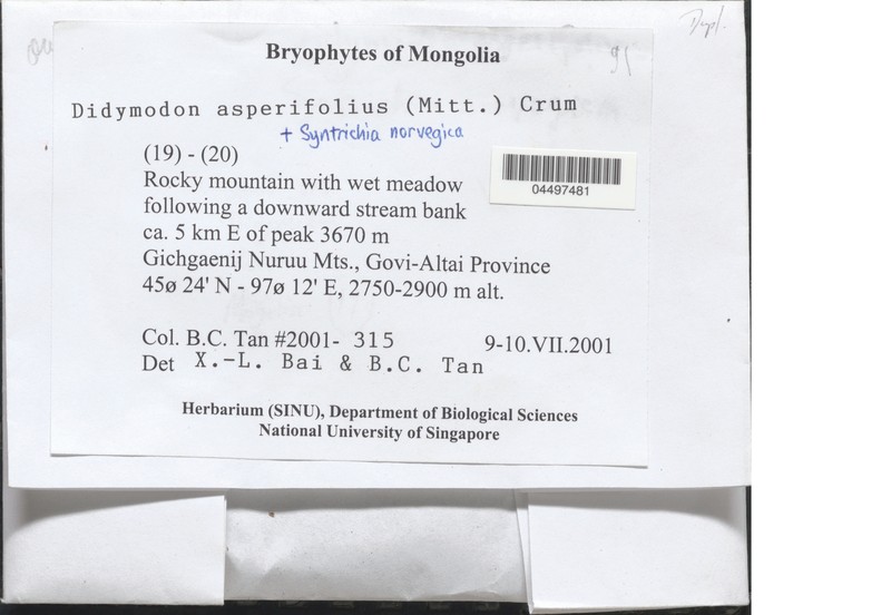 Didymodon Moss