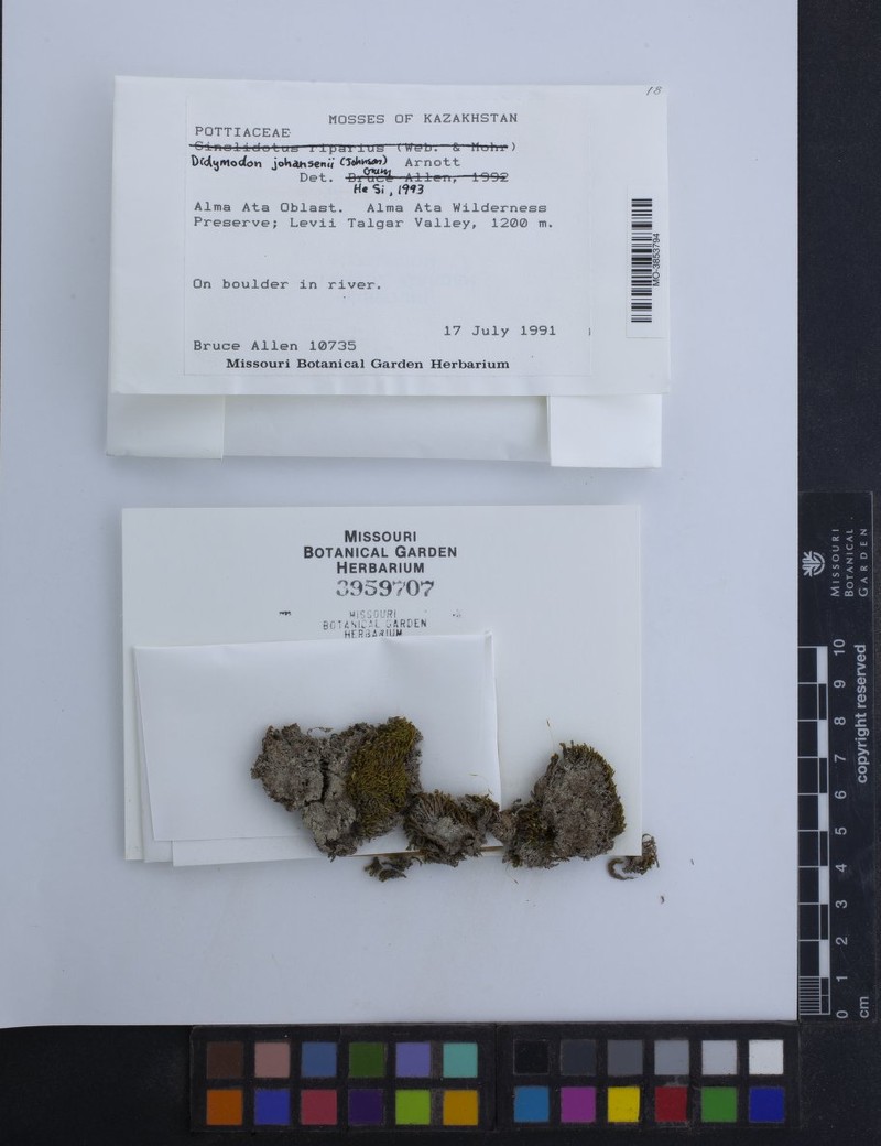 Johansen's Didymodon Moss