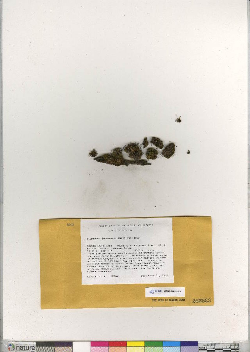 Johansen's Didymodon Moss photo 2
