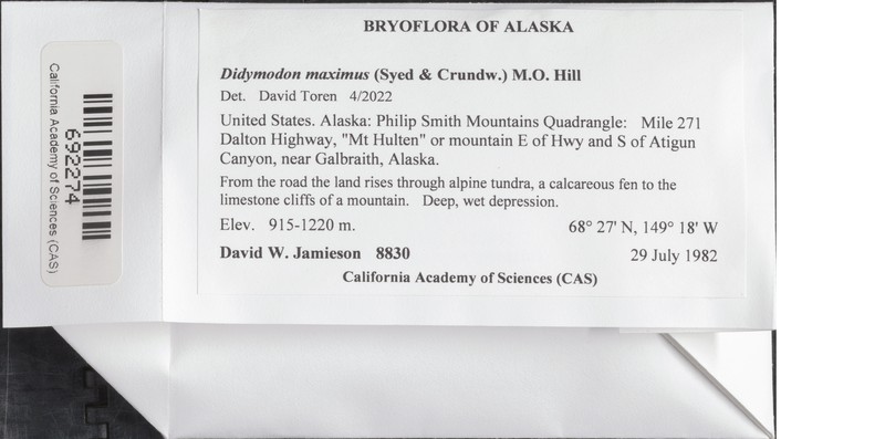 Didymodon Moss