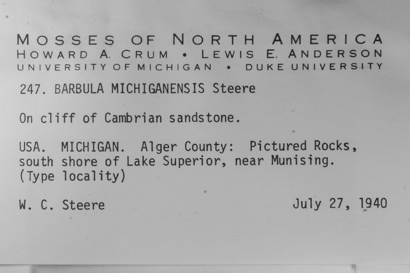 Michigan Didymodon Moss photo 2