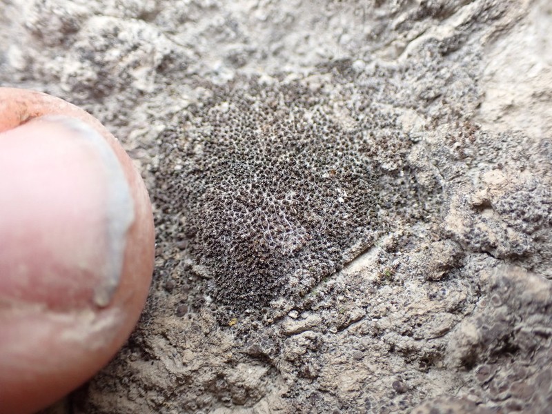 Didymodon nevadensis
