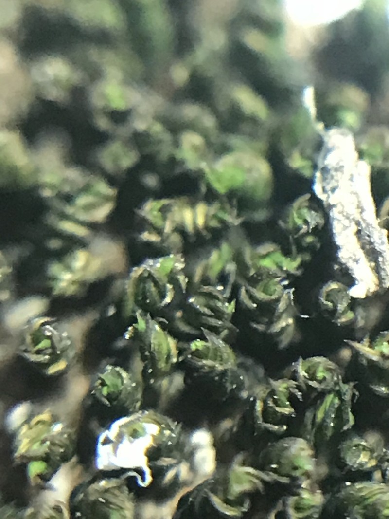 Didymodon nevadensis photo 2