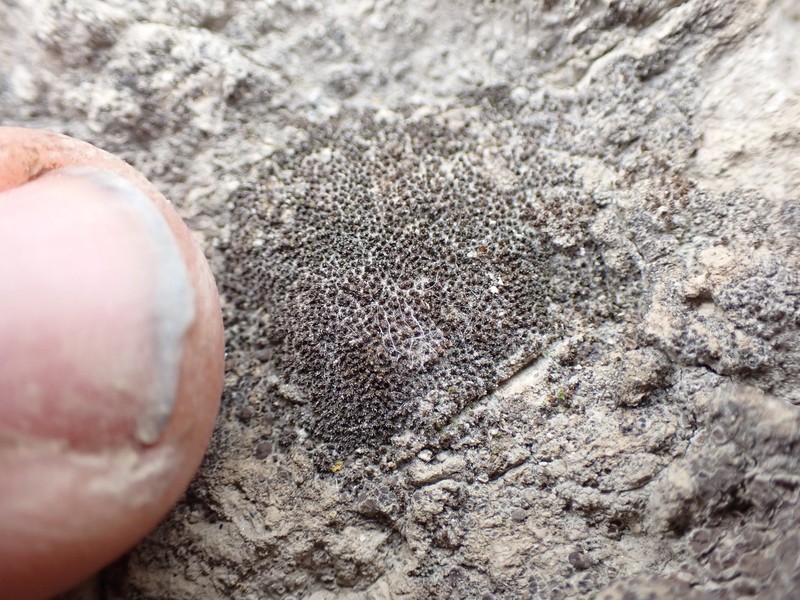 Didymodon nevadensis photo 3