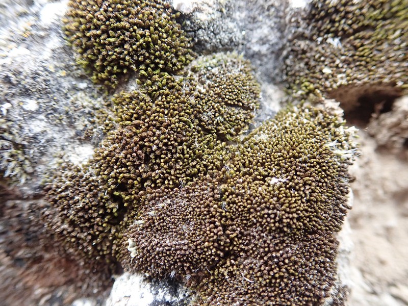 Didymodon nevadensis photo 7