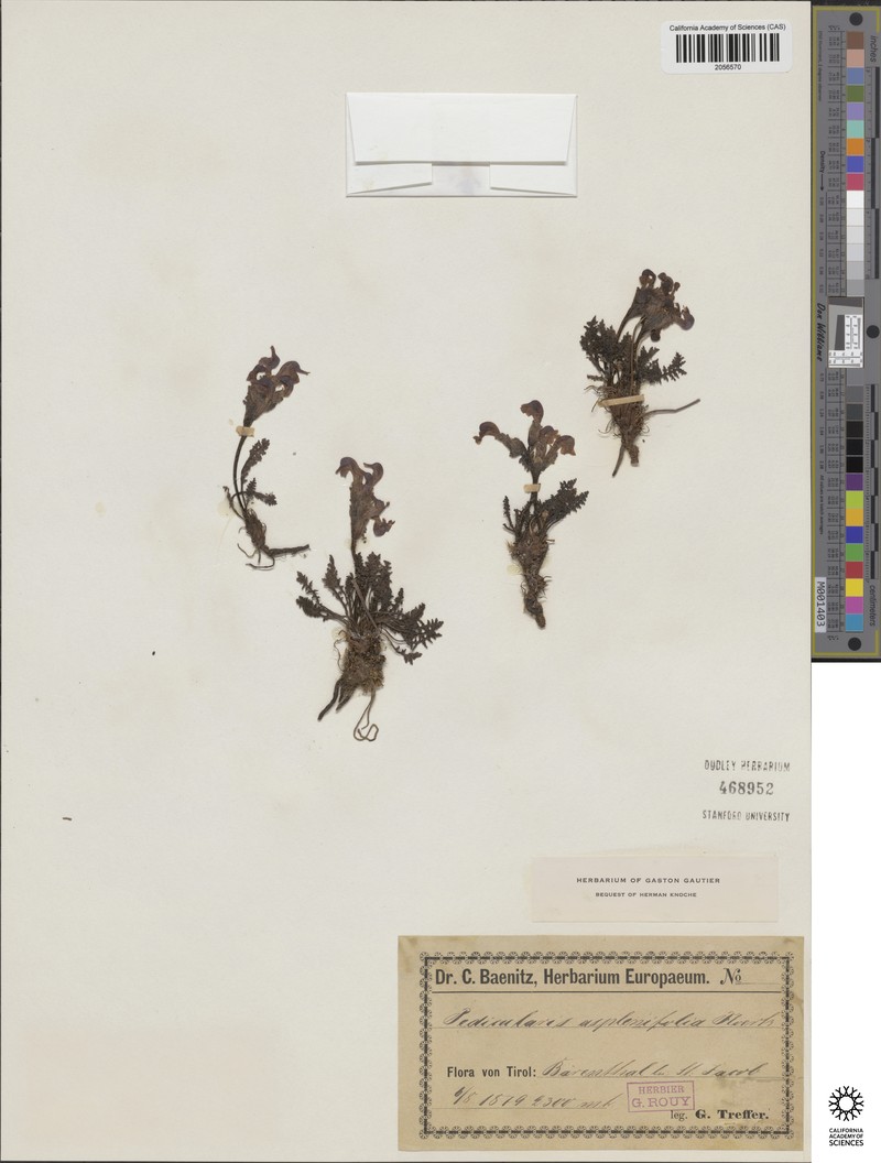 Didymodon norrisii