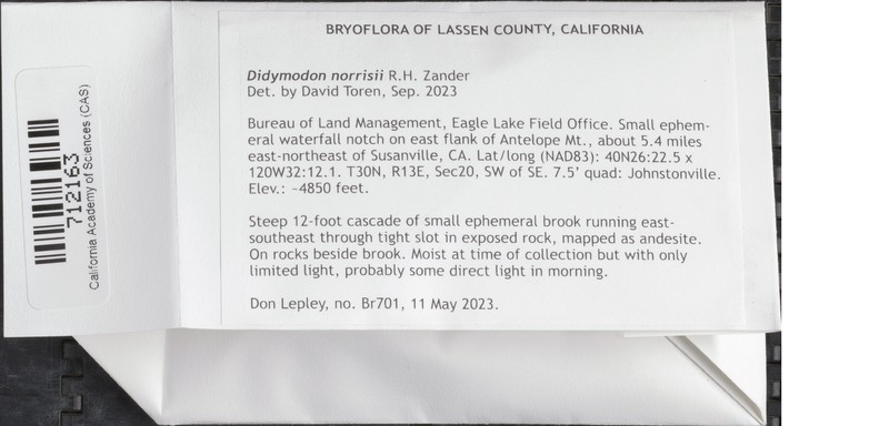 Didymodon norrisii photo 5