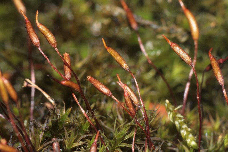 Rigid Didymodon Moss