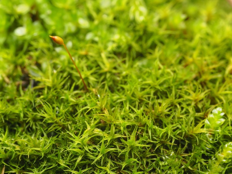 Rigid Didymodon Moss