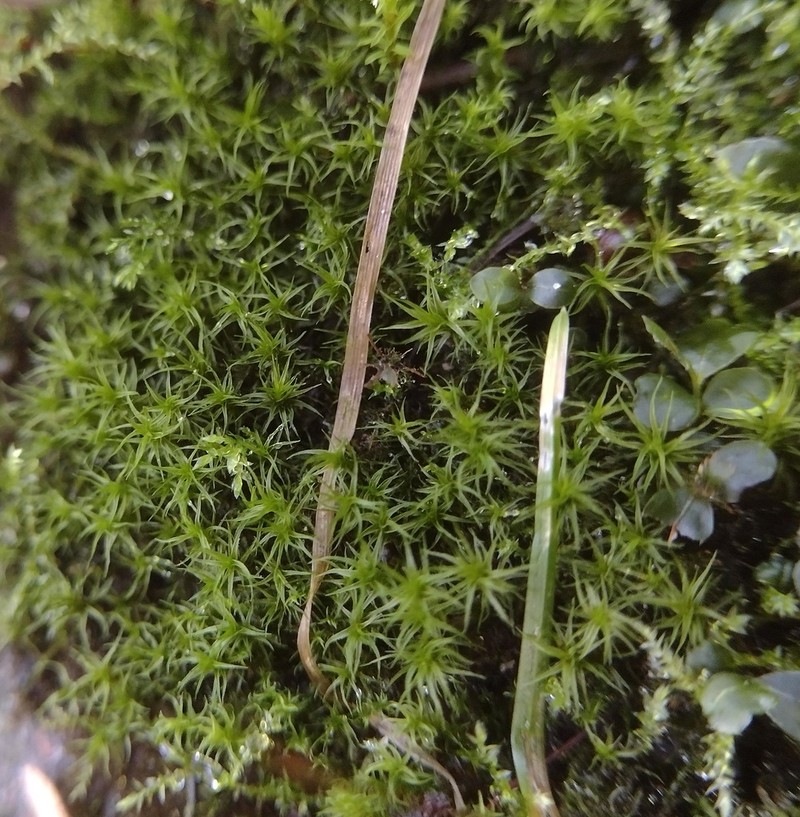 Rigid Didymodon Moss photo 2
