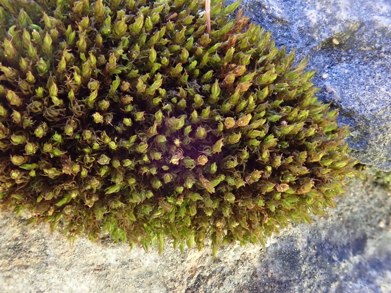 Rigid Didymodon Moss photo 3