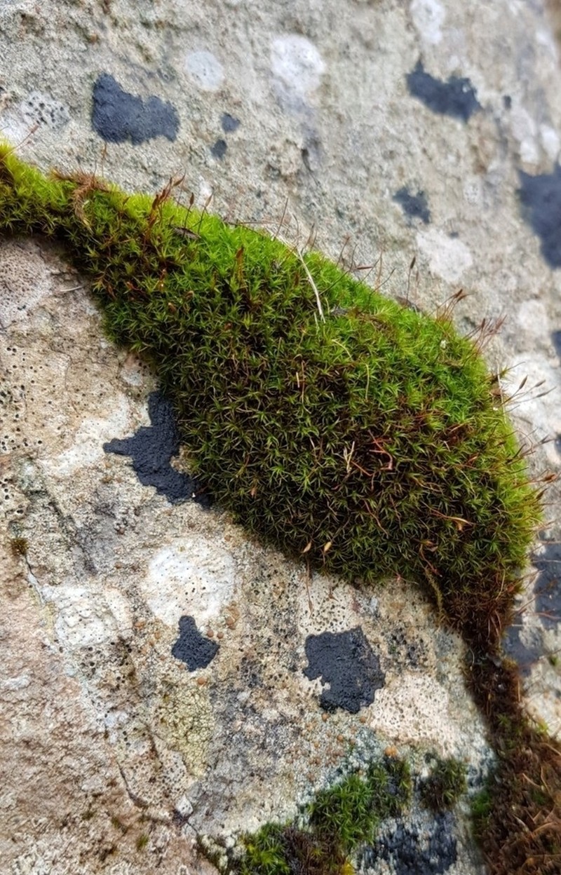 Rigid Didymodon Moss photo 4
