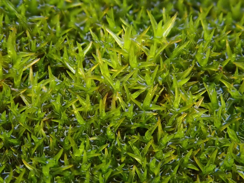 Rigid Didymodon Moss photo 5