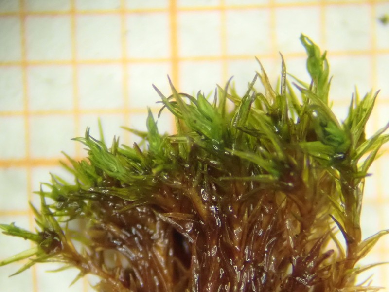 Rigid Didymodon Moss photo 6