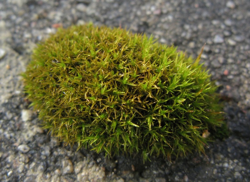 Rigid Didymodon Moss photo 7