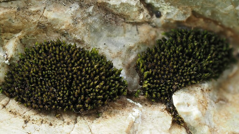 Rigid Didymodon Moss photo 8