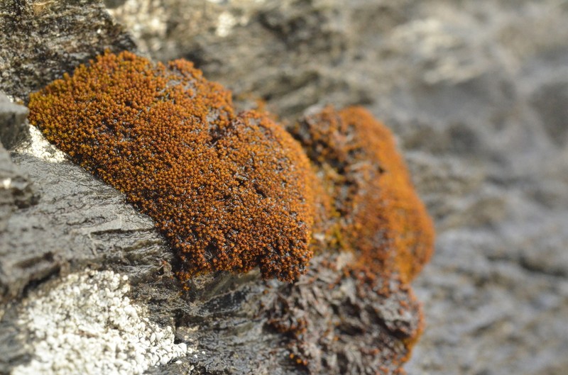 Didymodon Moss