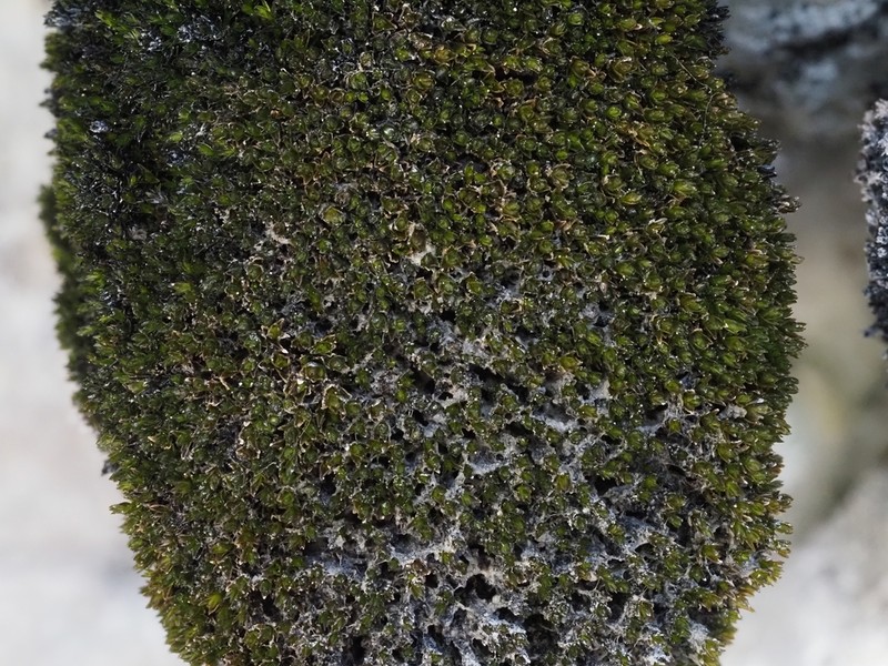 Didymodon Moss photo 2