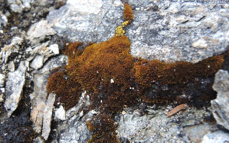 Didymodon Moss photo 3