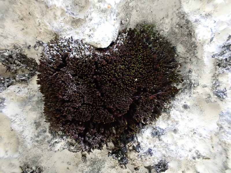 Didymodon Moss photo 4