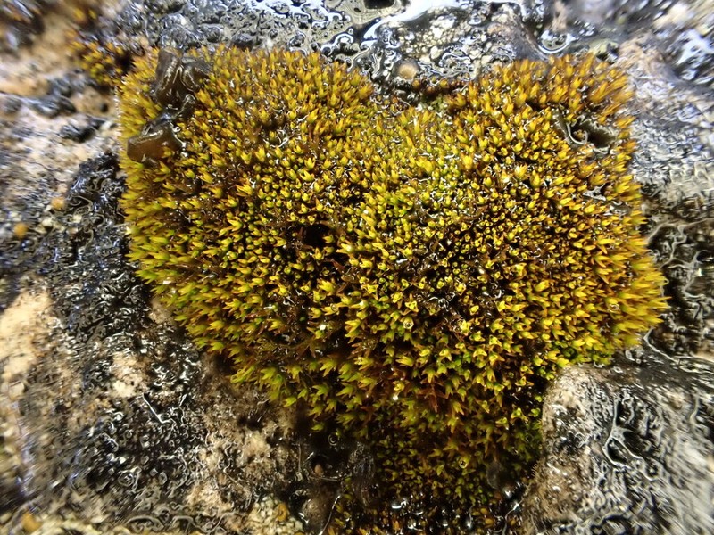 Didymodon Moss photo 5