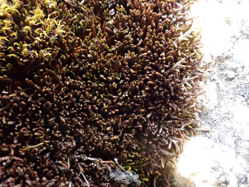 Didymodon Moss photo 6
