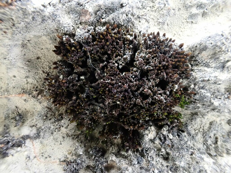 Didymodon Moss photo 7