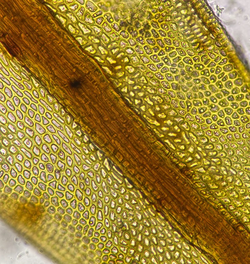 Didymodon Moss