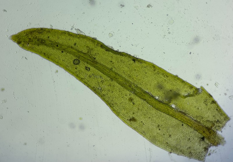 Didymodon Moss photo 2