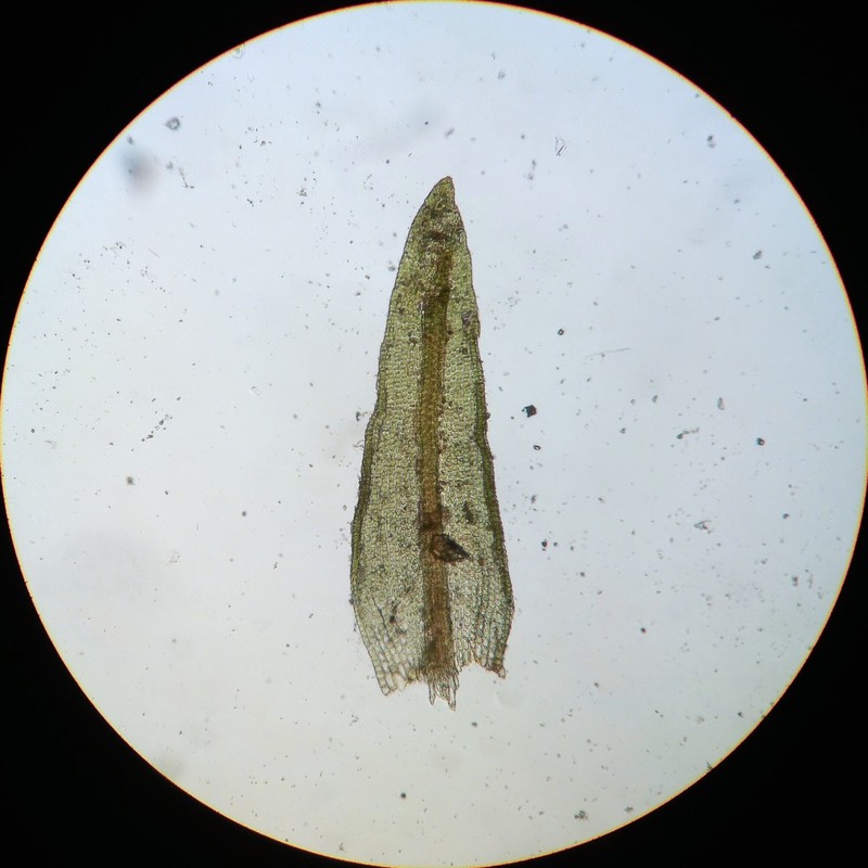 Didymodon Moss photo 3
