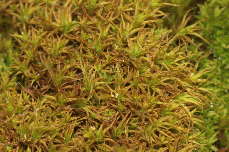 Didymodon Moss