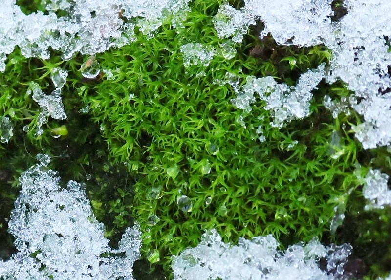 Didymodon Moss