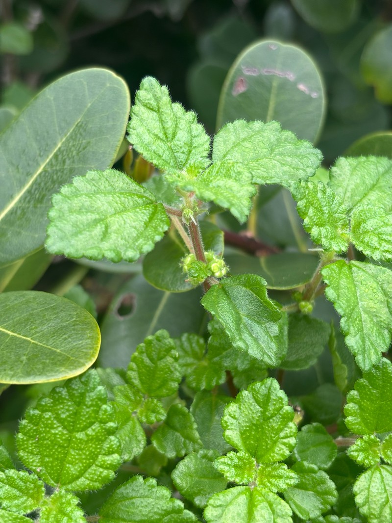 Didymodoxa capensis var. capensis