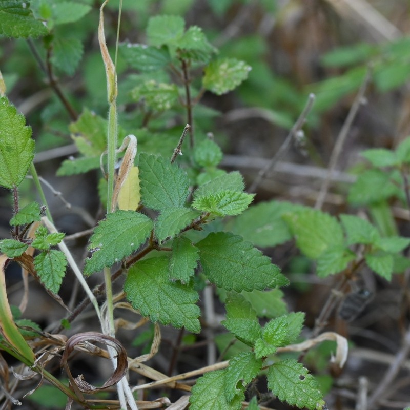 Didymodoxa capensis var. capensis photo 2