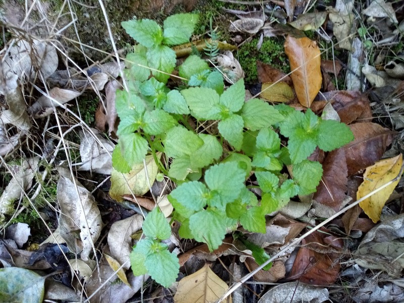Didymodoxa capensis var. capensis photo 3