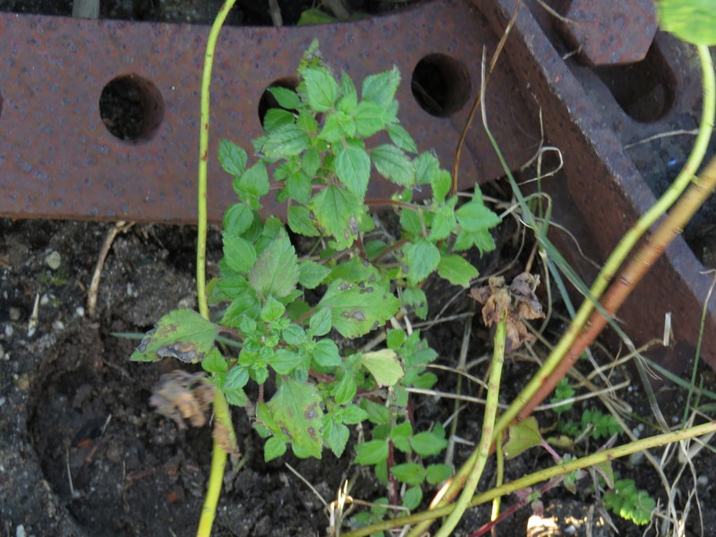 Didymodoxa capensis var. capensis photo 4