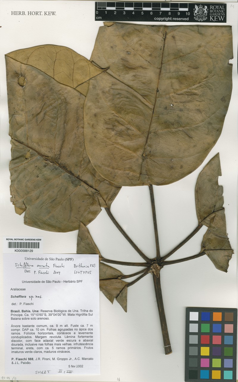 Didymopanax auratus