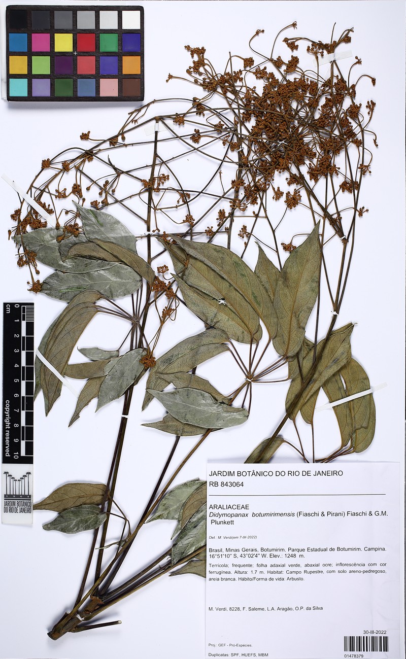 Didymopanax botumirimensis