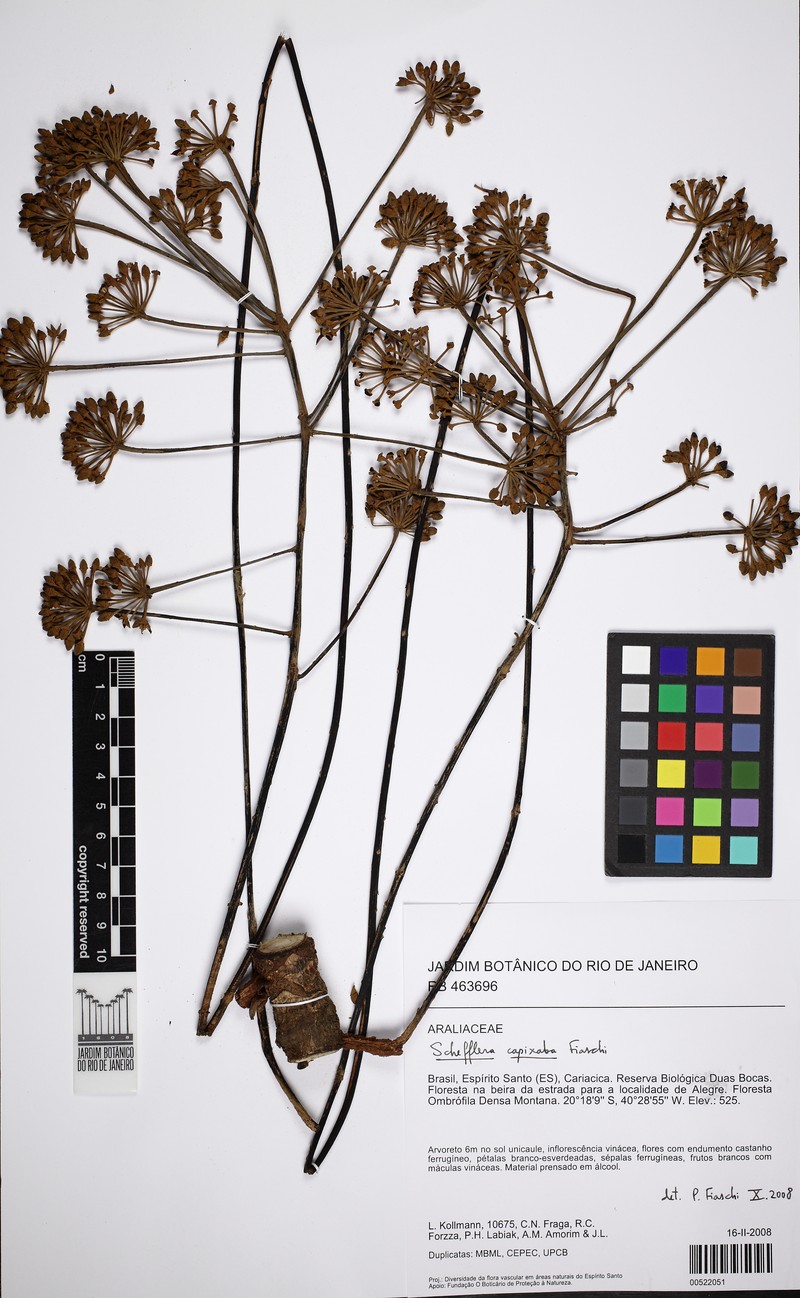 Didymopanax capixabus