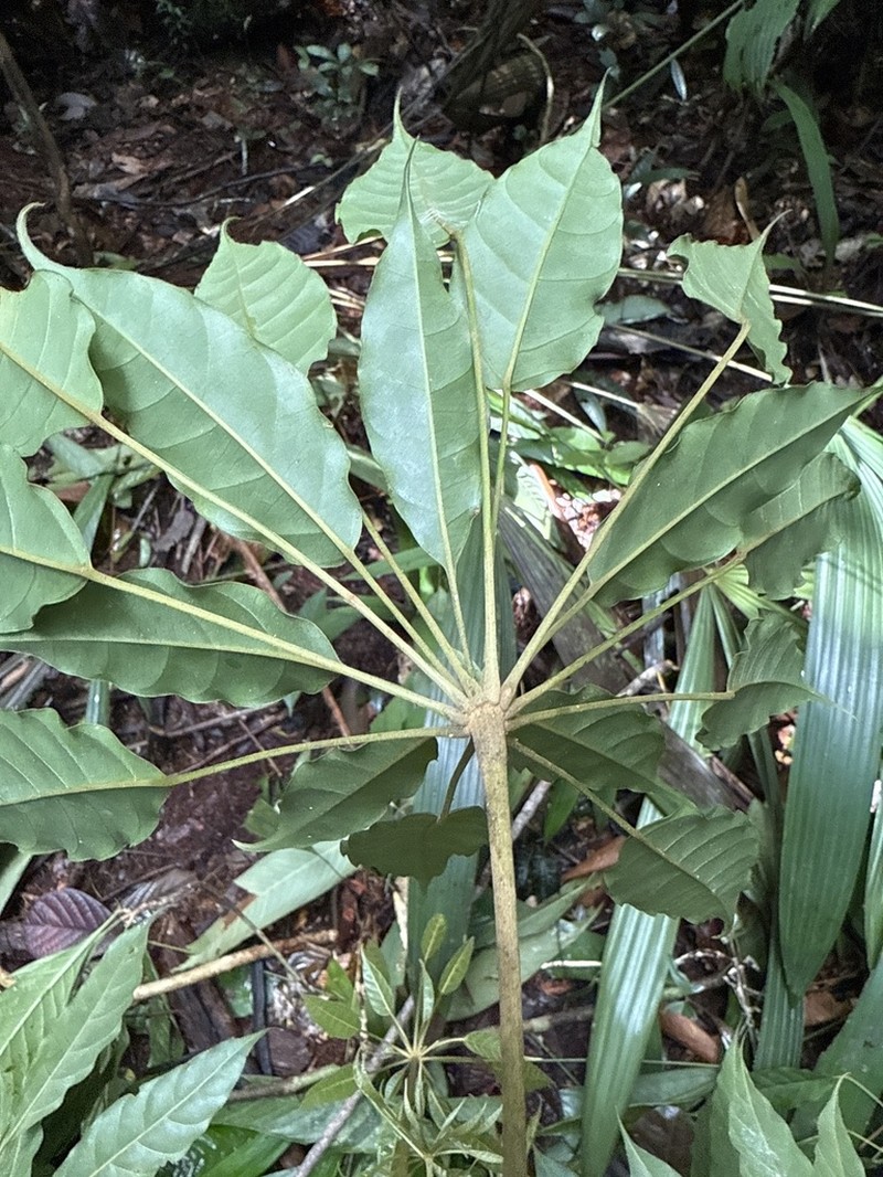 Didymopanax confusus