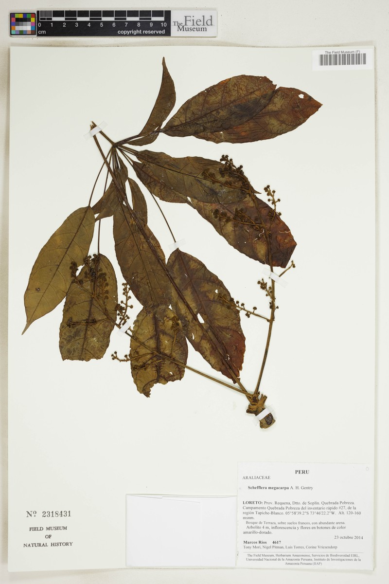 Didymopanax confusus photo 2