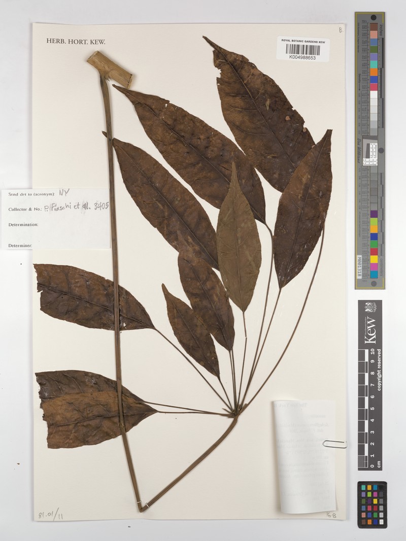 Didymopanax confusus photo 3