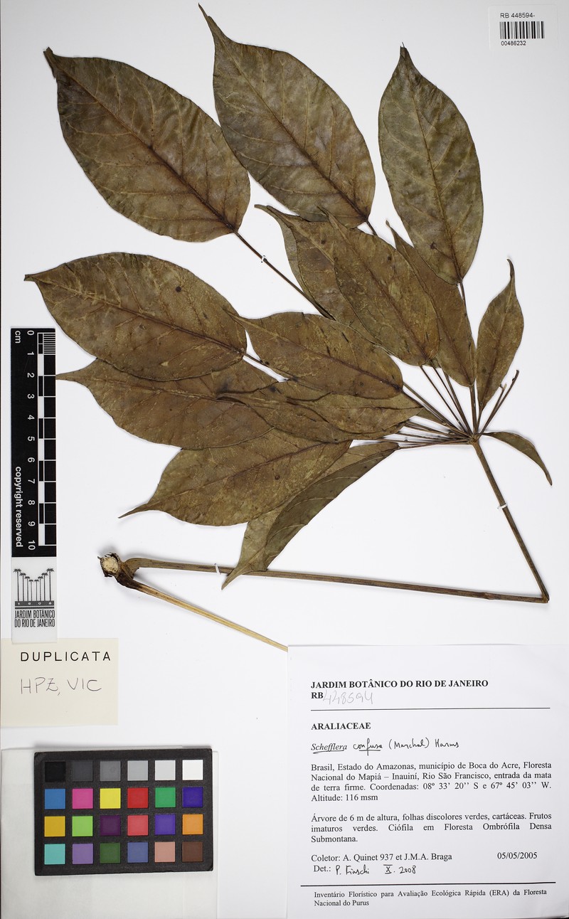 Didymopanax confusus photo 4