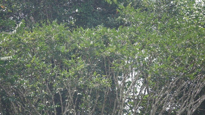 Didymopanax decaphyllus