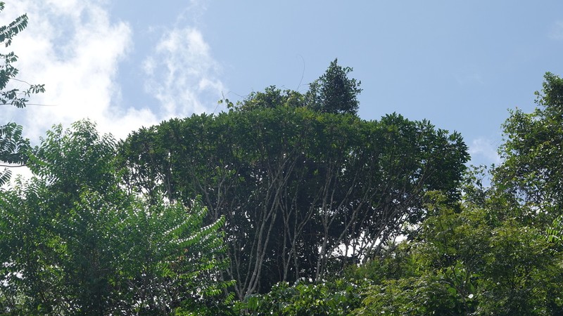 Didymopanax decaphyllus photo 2