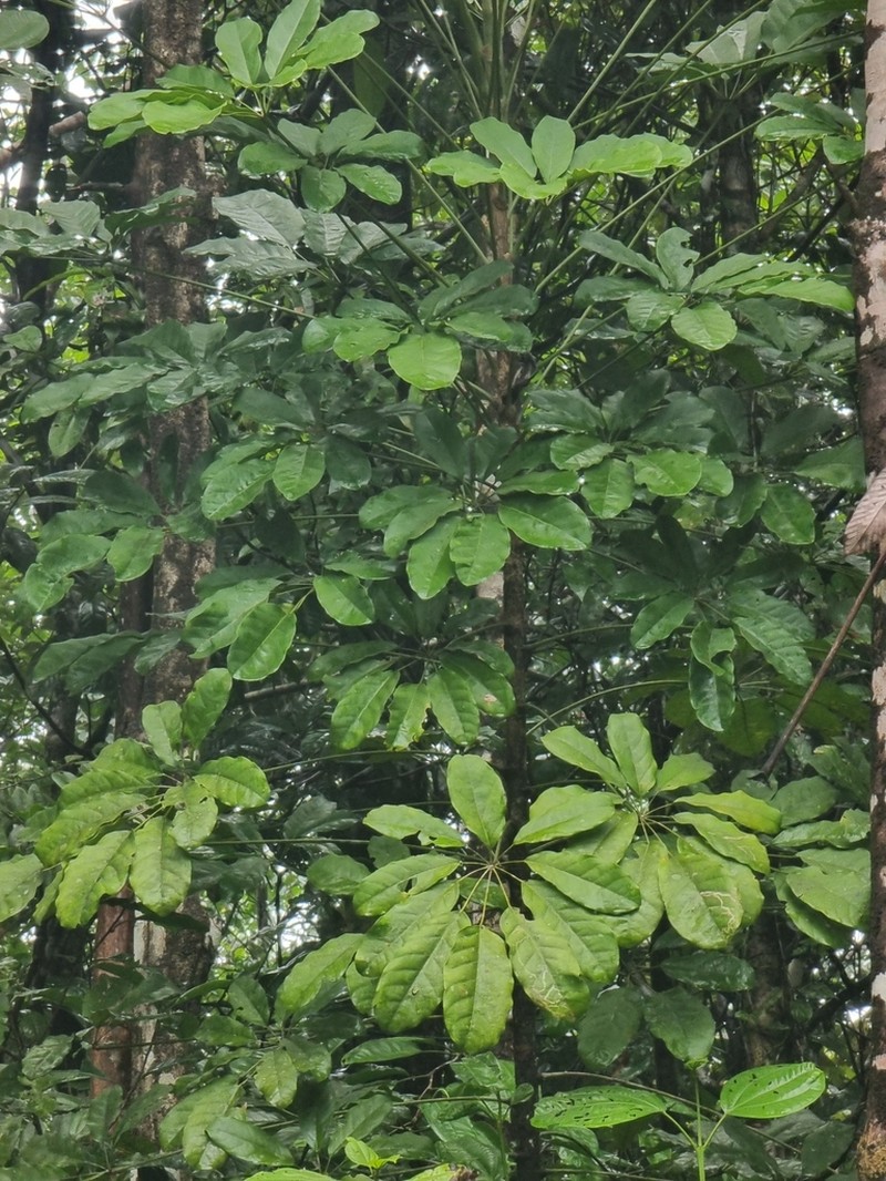 Didymopanax decaphyllus photo 3